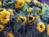 Zonnebloemen